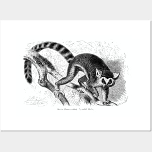 Lemur catta by Gustav Ludwig Heinrich Mützel Posters and Art